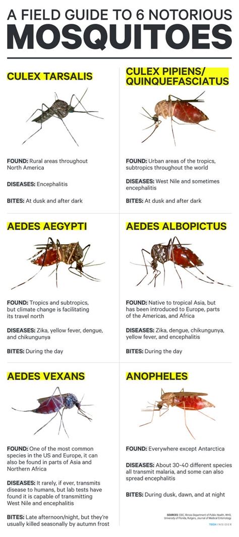 what time is it in ill|What to know about the mosquito.